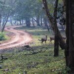 How to Develop a Resilient Automotive Logistics Strategy: Golden exchange id, Cricbet99 register, King casino 567